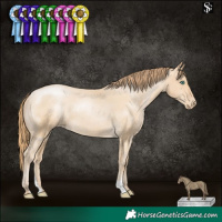 Horse Color:Smoky Black Pearl Appaloosa 