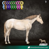 Horse Color:Smoky Black Pearl Appaloosa