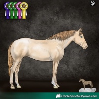 Horse Color:Smoky Black Pearl Appaloosa