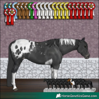Horse Color:Black Tobiano Appaloosa