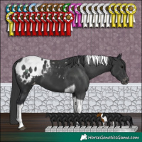 Horse Color:Black Tobiano Blanket