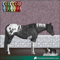 Horse Color:Black Tobiano Appaloosa 