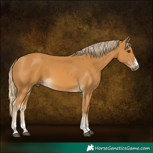 Horse Color:Palomino 