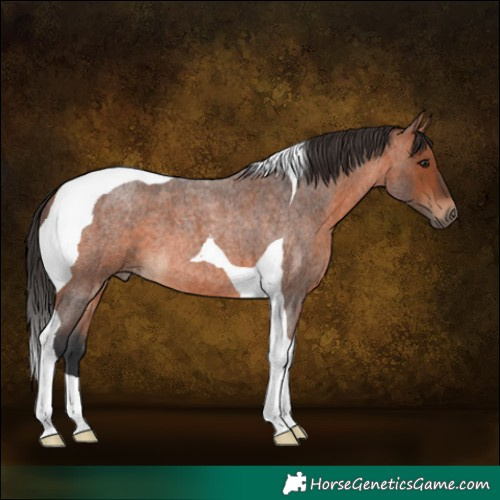 Horse Color:Bay Roan Tobiano