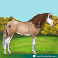 Horse Color:Gray Amber Champagne Pearl Splash 