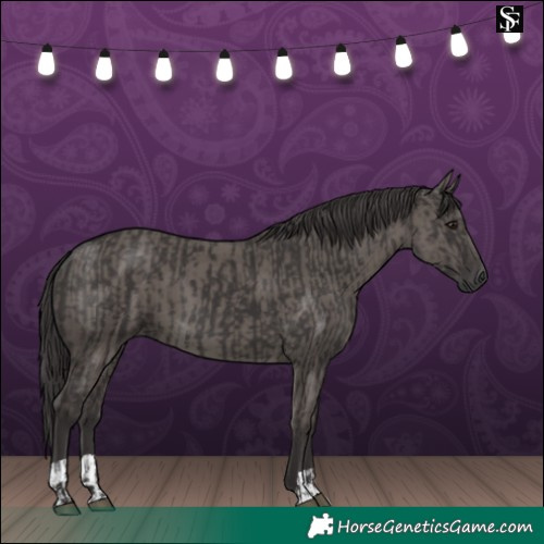Horse Color:Smoky Black  and Smoky Grullo 