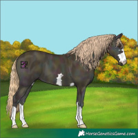 Horse Color:Midnight Gold Champagne Ice Onyx