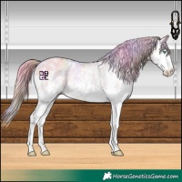 Horse Color:Nacre Watercolor Gold Champagne Sabino Splash Appaloosa