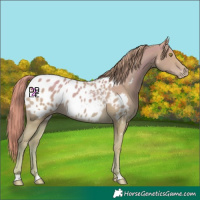 Horse Color:Watercolor Gold Champagne Appaloosa