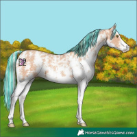 Horse Color:Painted Gold Champagne Sabino
