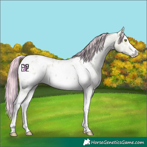 Horse Color:Painted Watercolor Gold Champagne Dun Sabino Appaloosa 