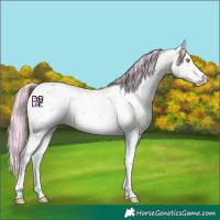 Horse Color:Painted Watercolor Gold Champagne Dun Sabino Appaloosa 