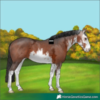 Horse Color:White Spotted Bay Ice