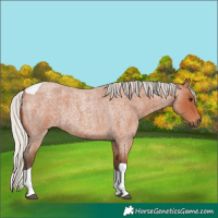 Horse Color:Silver Bay Roan Tobiano 