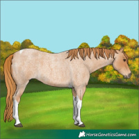 Horse Color:Red Roan Tobiano 