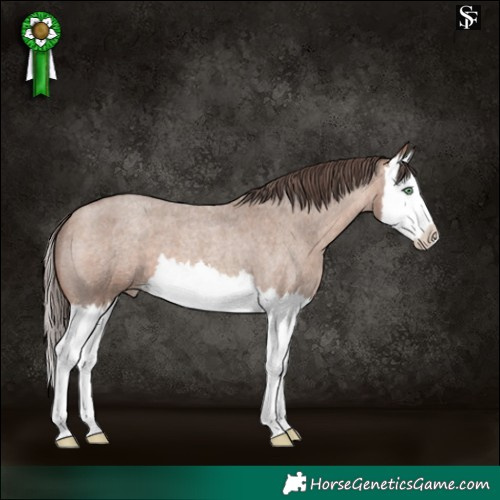 Horse Color:Sable Champagne Roan Splash Varnish 