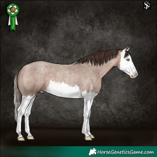 Horse Color:Sable Champagne Roan Splash Appaloosa 
