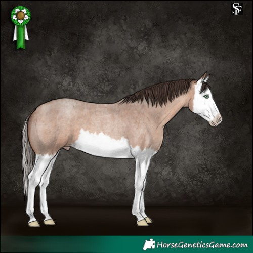 Horse Color:Sable Champagne Roan Splash Appaloosa 