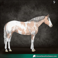 Horse Color:White Spotted Silver Sable Champagne Splash Snowcap 