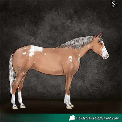 Horse Color:White Spotted Silver Sable Champagne Sabino Splash Appaloosa 