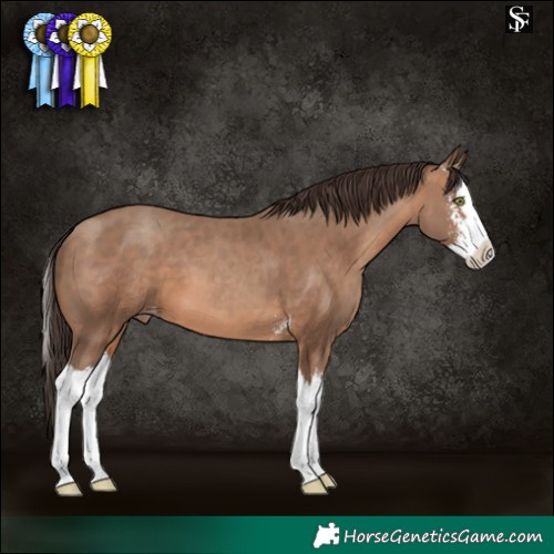 Horse Color:Sable Champagne Sabino Splash Varnish 