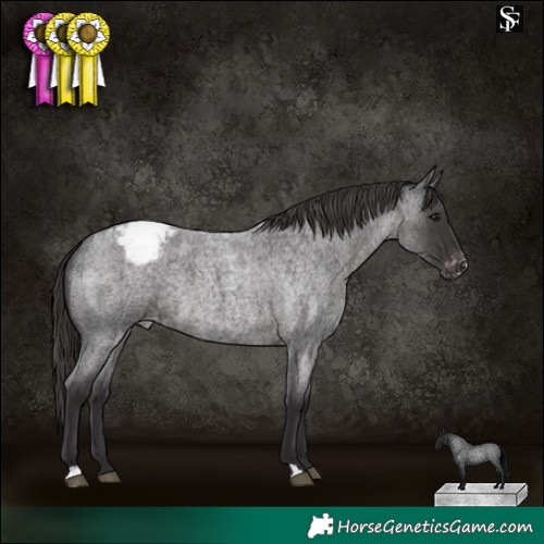 Horse Color:Smoky Blue Roan Appaloosa
