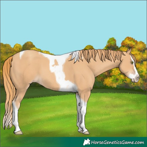 Horse Color:Gold Champagne Splash Tobiano 