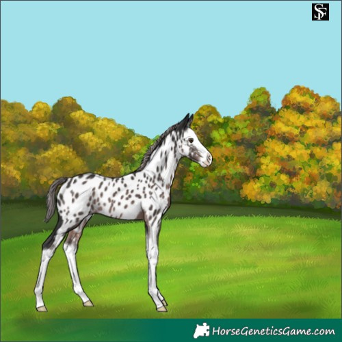 Horse Color:Platinum Liver Chestnut Splash Appaloosa 