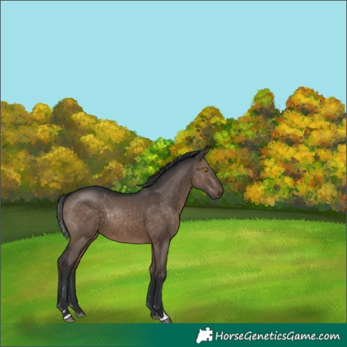Horse Color:Brown Dun Rabicano 