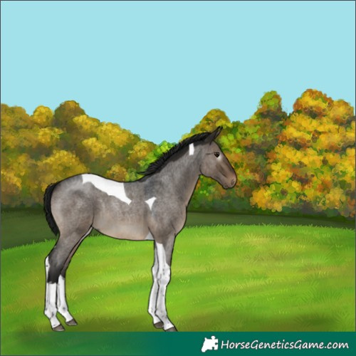 Horse Color:Gray Brown Roan Dun Splash Tobiano Rabicano 
