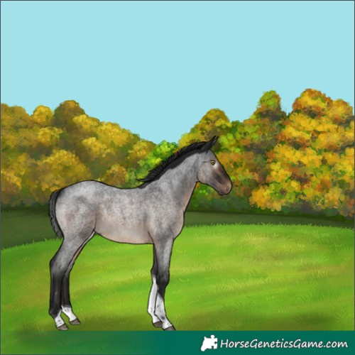 Horse Color:Gray Brown Roan Tobiano Rabicano 