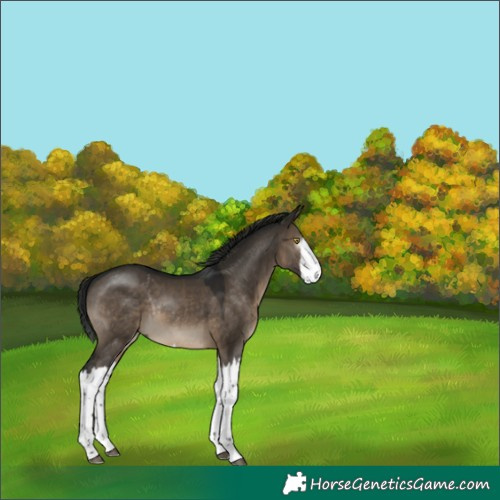 Horse Color:Gray Brown Dun Splash Rabicano 