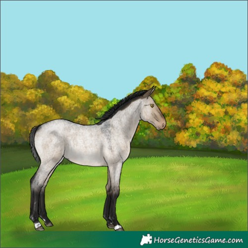 Horse Color:Gray Brown Roan Dun Rabicano 