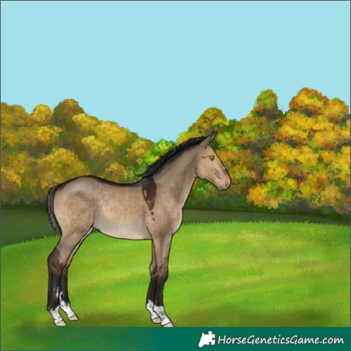 Horse Color:Gray Bay Dun Rabicano 