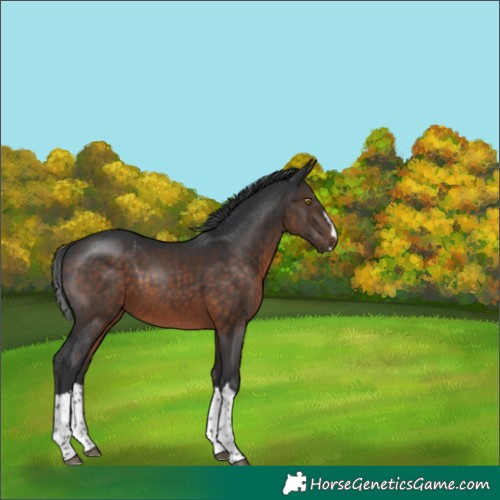 Horse Color:Brown Splash Rabicano 