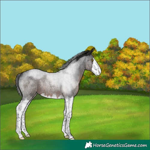 Horse Color:Gray Brown Roan Splash Rabicano 