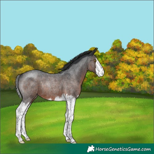 Horse Color:Brown Roan Splash Rabicano 