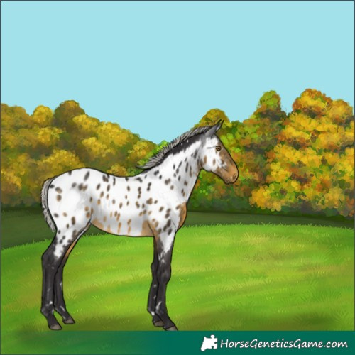 Horse Color:White Spotted Silver Buckskin Near Leopard Rabicano 