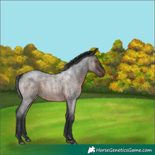 Horse Color:Brown Roan Rabicano 