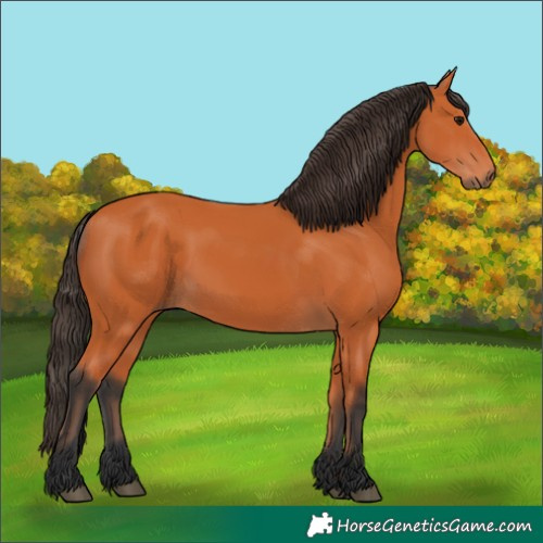 Horse Color:Bay Rabicano 