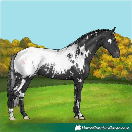 Horse Color:White Spotted Black Snowcap