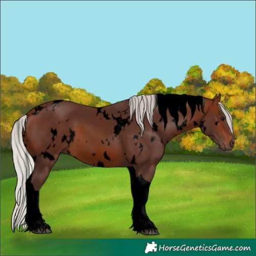 Horse Color:Void White Spotted Silver Brown Tobiano 