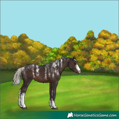 Horse Color:Powder White Silver Brown Sabino 