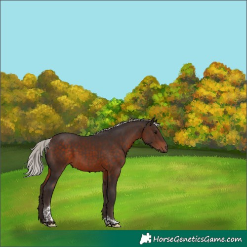 Horse Color:Silver Brown Tobiano 