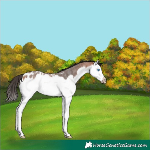 Horse Color:Bay Roan Splash Frame Near Leopard Rabicano