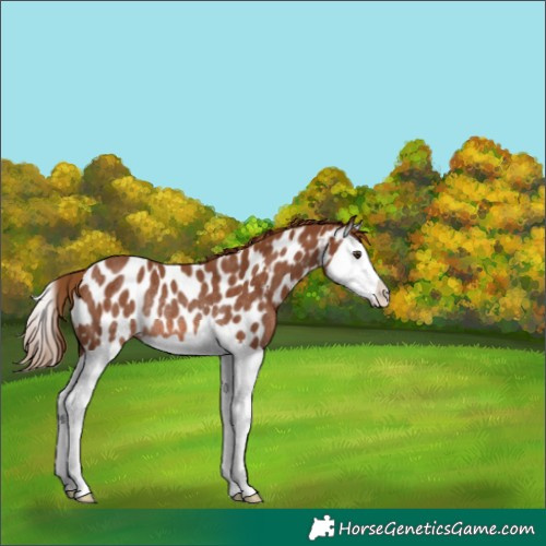 Horse Color:Chestnut Splash Near Leopard Rabicano 