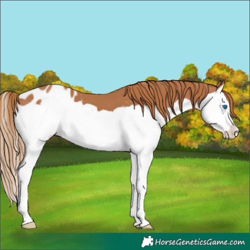 Horse Color:Chestnut Splash Blanket 