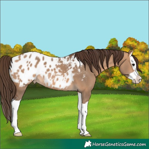 Horse Color:Bay Dun Splash Appaloosa 