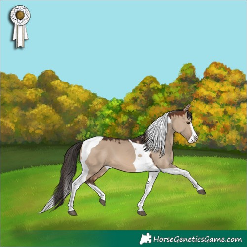 Horse Color:Brown Dun Splash Tobiano 