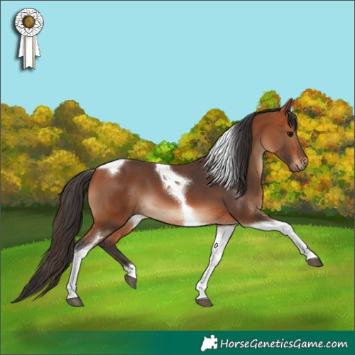 Horse Color:Bay Tobiano 